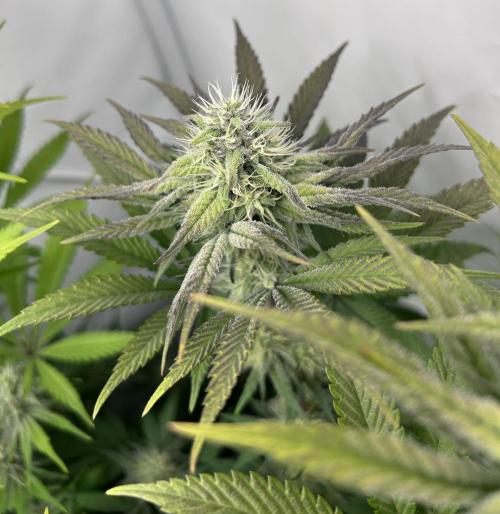 Platinum Line - Papaya Stank 🌪️. Week 10