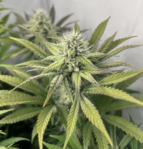 Platinum Line - Papaya Stank 🌪️. Week 10