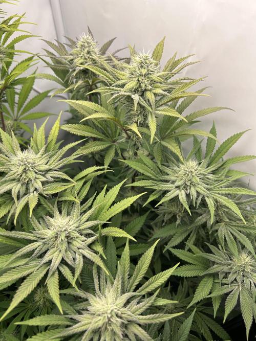 Platinum Line - Papaya Stank 🌪️. Week 10