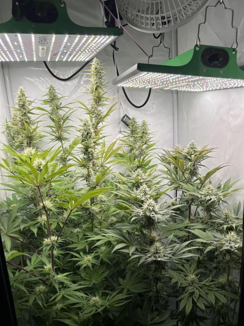 Platinum Line - Papaya Stank 🌪️. Week 11