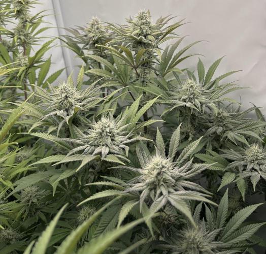 Platinum Line - Papaya Stank 🌪️. Week 11