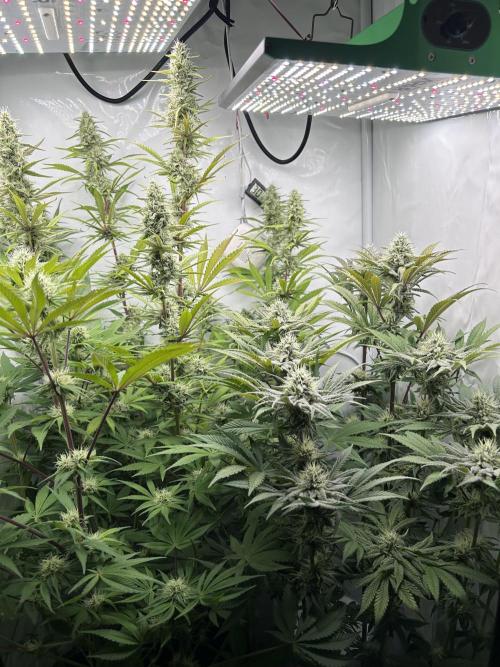 Platinum Line - Papaya Stank 🌪️. Week 11