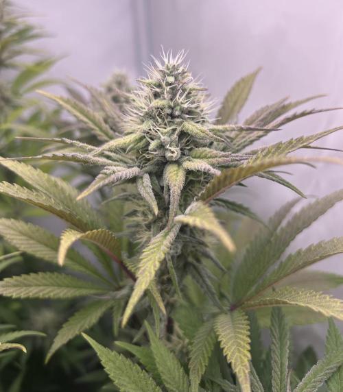 Platinum Line - Papaya Stank 🌪️. Week 11