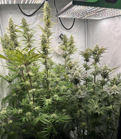 Platinum Line - Papaya Stank 🌪️. Week 11