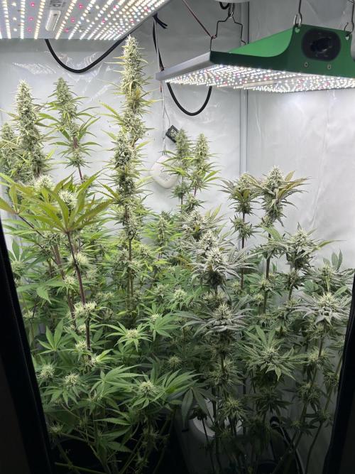 Platinum Line - Papaya Stank 🌪️. Week 11