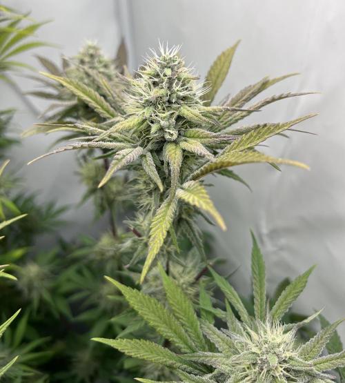 Platinum Line - Papaya Stank 🌪️. Week 11