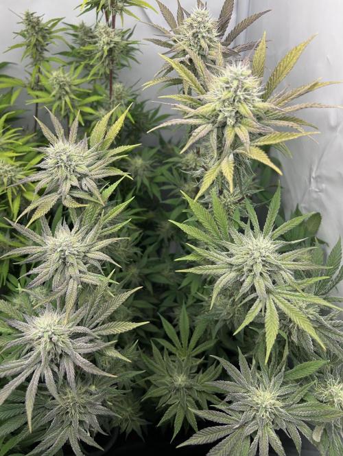 Platinum Line - Papaya Stank 🌪️. Week 11