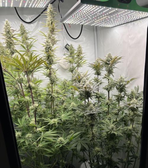 Platinum Line - Papaya Stank 🌪️. Week 11