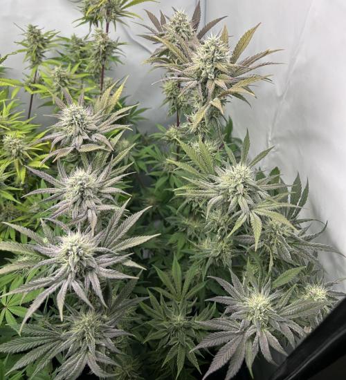 Platinum Line - Papaya Stank 🌪️. Week 11