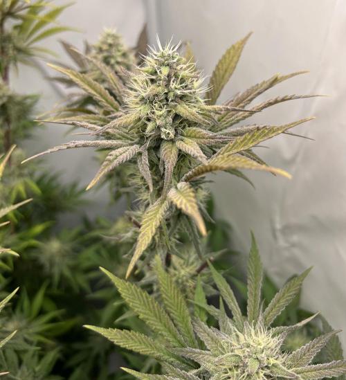 Platinum Line - Papaya Stank 🌪️. Week 12