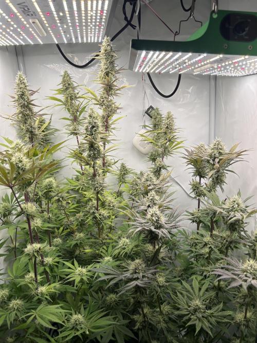 Platinum Line - Papaya Stank 🌪️. Week 12