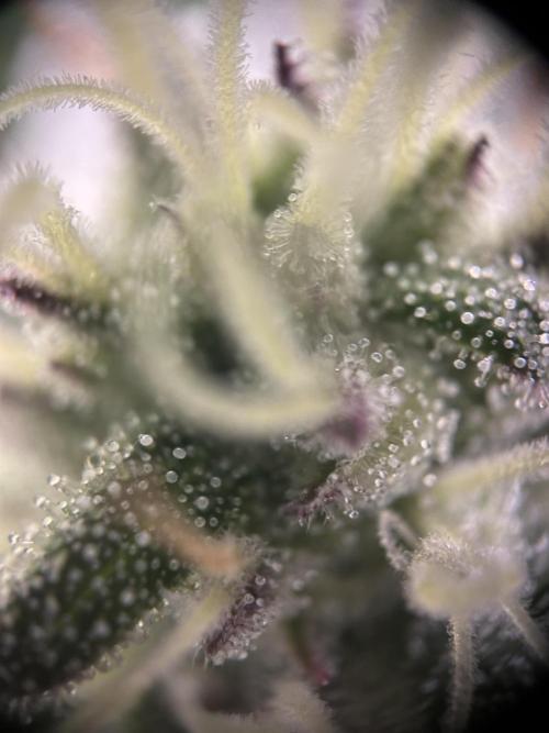 Platinum Line - Papaya Stank 🌪️. Week 12