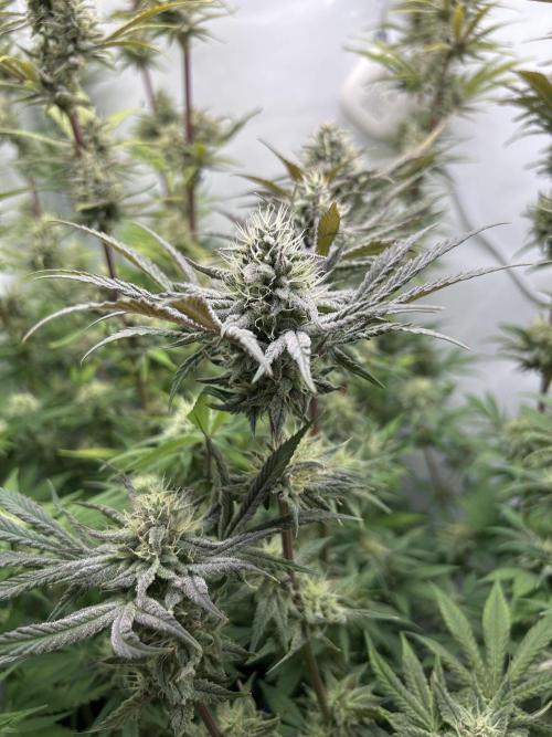 Platinum Line - Papaya Stank 🌪️. Week 12