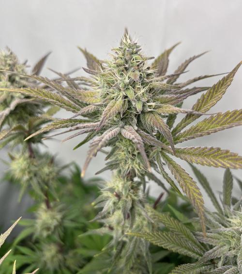 Platinum Line - Papaya Stank 🌪️. Week 12