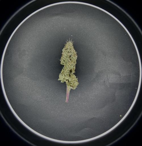 Platinum Line - Papaya Stank 🌪️. Week 13