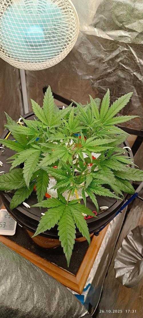 Washing Machine DWC. Week 4 - Day28