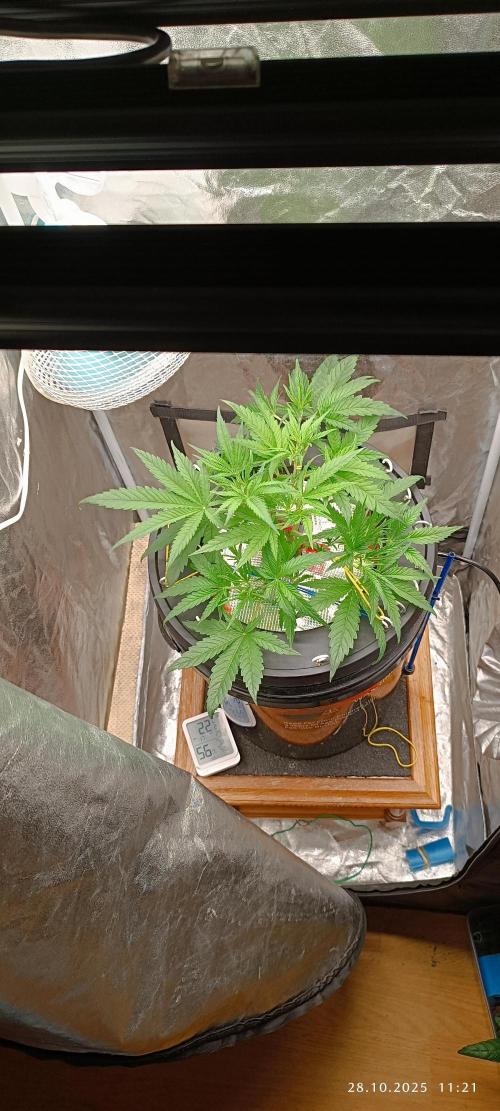 Washing Machine DWC. Week 5 - Day30