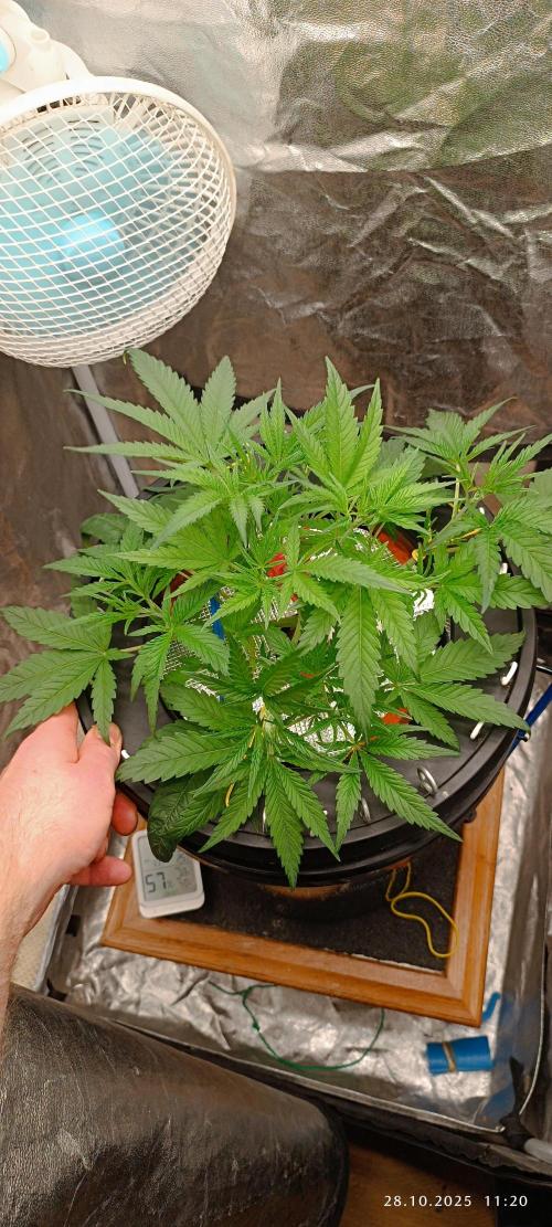 Washing Machine DWC. Week 5 - Day30