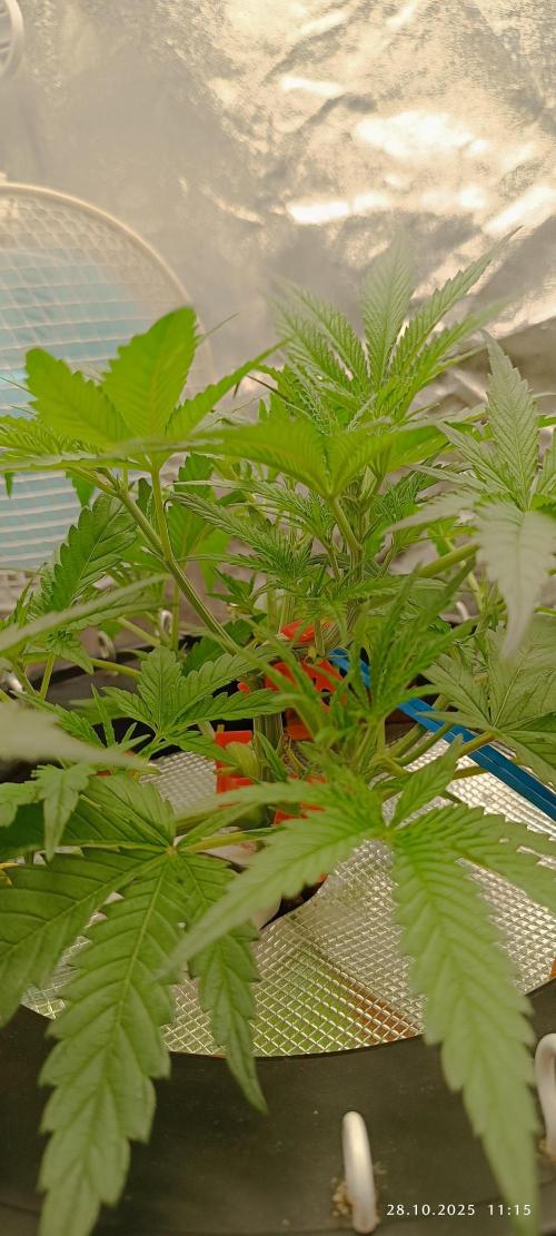 Washing Machine DWC. Week 5 - Day30