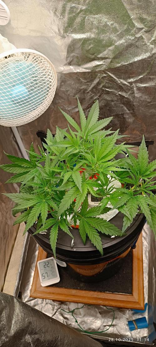 Washing Machine DWC. Week 5 - Day30