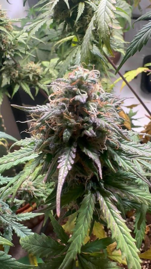 Sherbet Queen( RQS)