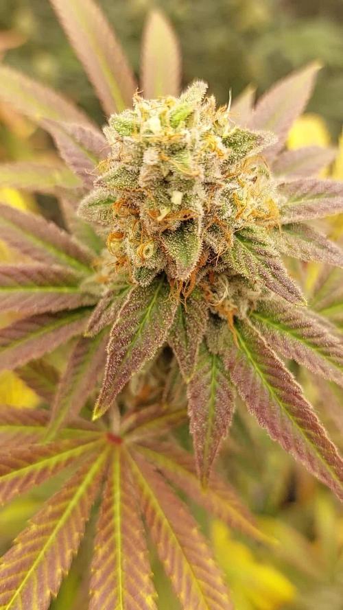 Grape Ape 