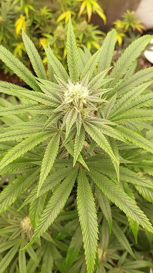 Grape Ape 