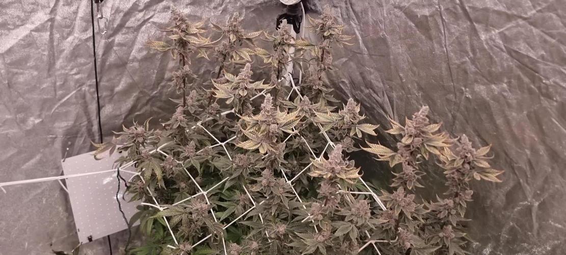 Fresh Pressed Runtz + Purple Matcha