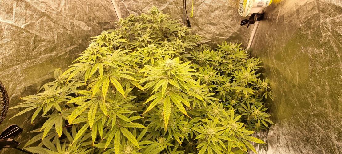 Mid Flowering Purple City Genetics Run. Week 10 - I know, a lot of burned tips and deficency signs