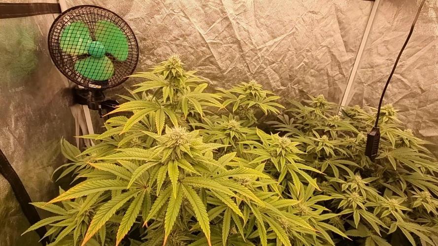 Mid Flowering Purple City Genetics Run