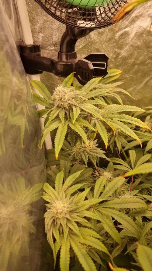 Mid Flowering Purple City Genetics Run