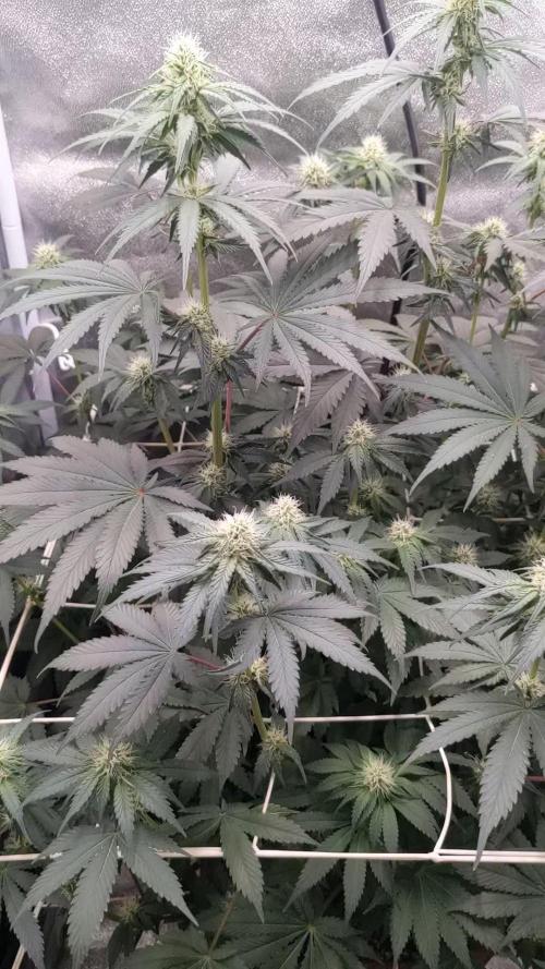 White Widow XXL Green Thumb Chronicles