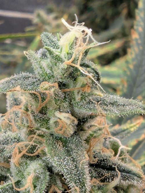 Jamaican Dream. Week 14