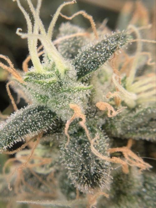 Jamaican Dream. Week 14