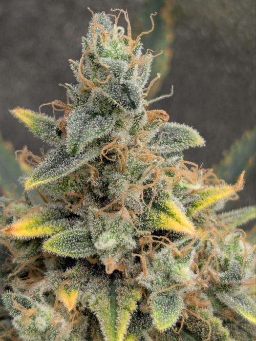 Jamaican Dream. Week 15