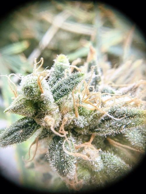 Jamaican Dream. Week 16