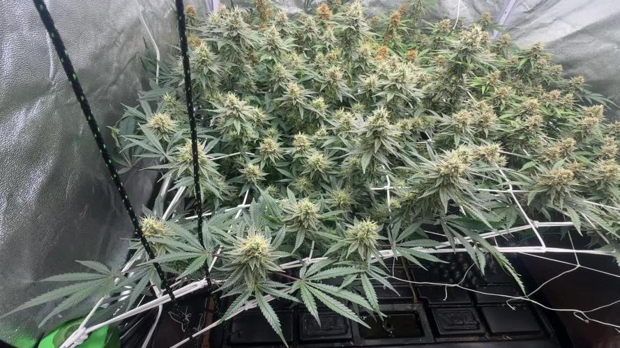 Don Carlos from Humboldt Seed Company (3 seeds)