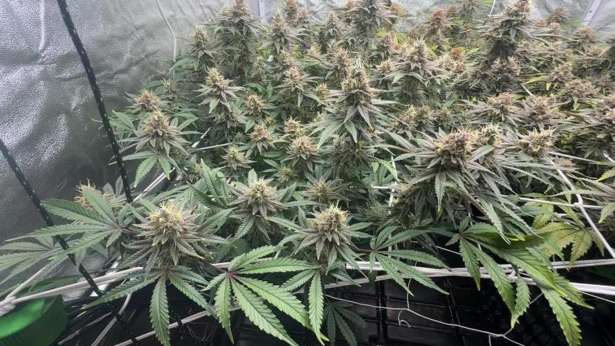 Don Carlos from Humboldt Seed Company (3 seeds)