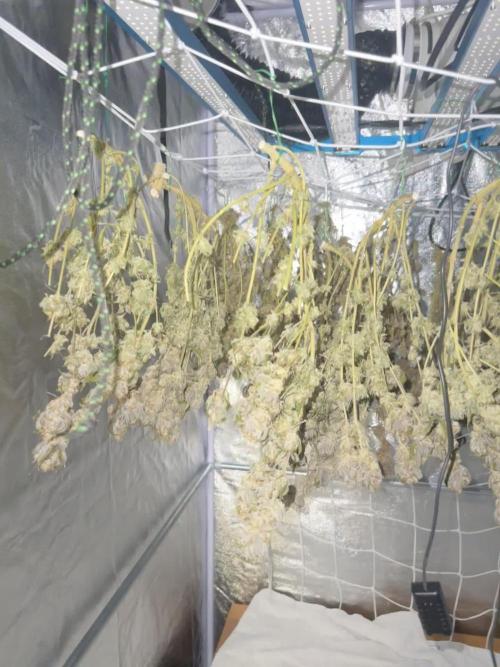 Don Carlos from Humboldt Seed Company (3 seeds)