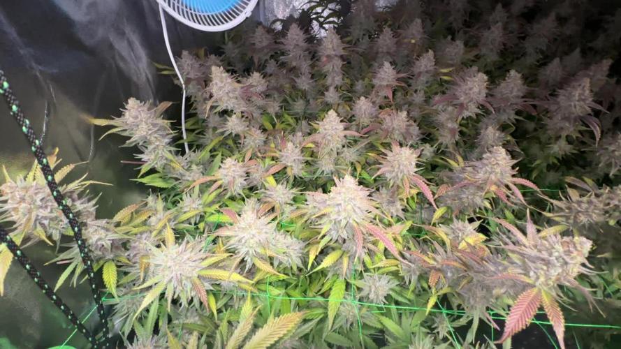 Don Carlos 2nd run 1.2x1.2m (2-A Pheno + 2-B Pheno)