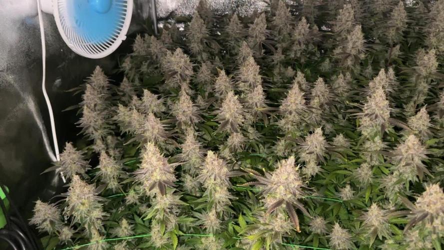 Don Carlos 2nd run 1x1m (4-B Pheno)