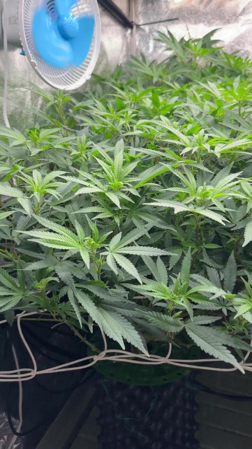 Don Carlos 3rd run 1X1