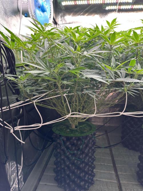 Don Carlos 3rd run 1X1. Week 1