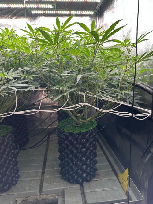 Don Carlos 3rd run 1X1. Week 1