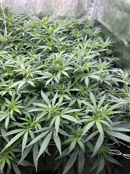 Don Carlos 3rd run 1X1. Week 1