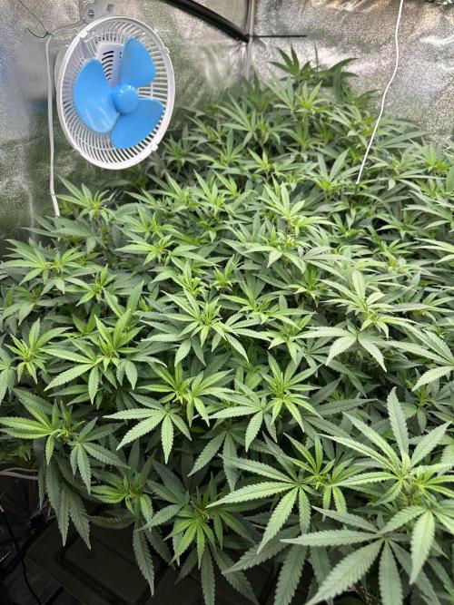 Don Carlos 3rd run 1X1. Week 1