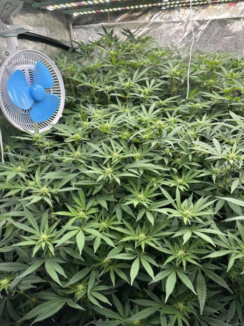 Don Carlos 3rd run 1X1. Week 2