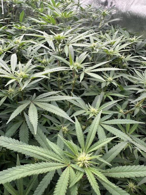 Don Carlos 3rd run 1X1. Week 2