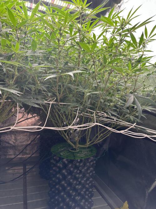 Don Carlos 3rd run 1X1. Week 2