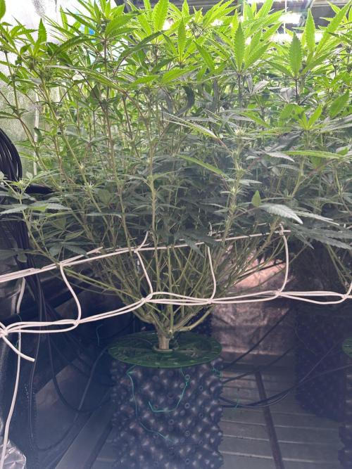 Don Carlos 3rd run 1X1. Week 2